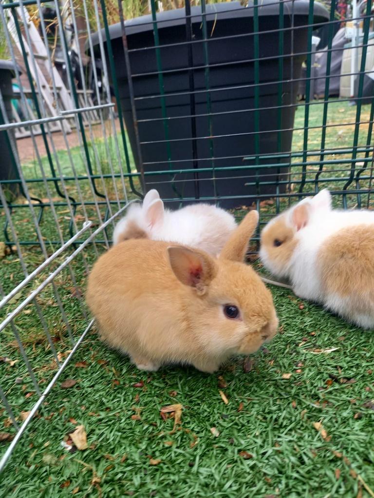 Konijntjes, Dieren en Toebehoren, Konijnen, Meerdere dieren, Klein, 0 tot 2 jaar