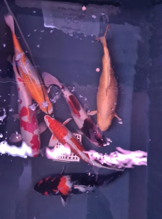 Import HQ Handpick koi - 40 /50 cm - Koidream Valburg, Dieren en Toebehoren, Karper of Koi