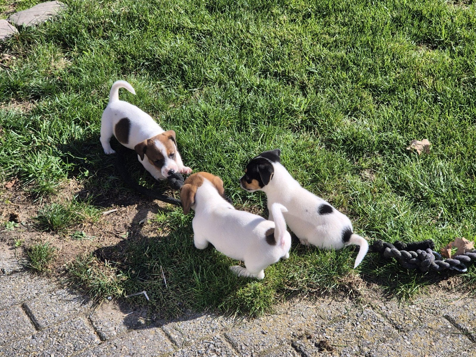 super kleine jackrussel pups, Jack Russell Terriër, CDV (hondenziekte), 8 tot 15 weken, Meerdere