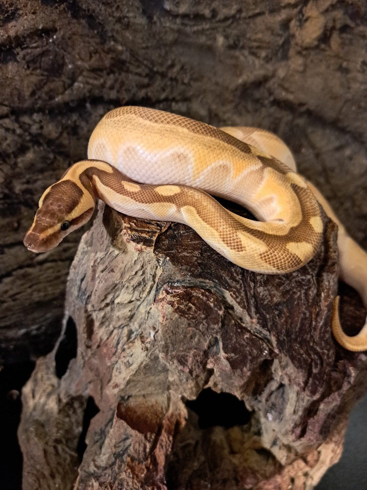 koningspython (regius) pastel vrouw Ball Python - female for sale from reptiles4you