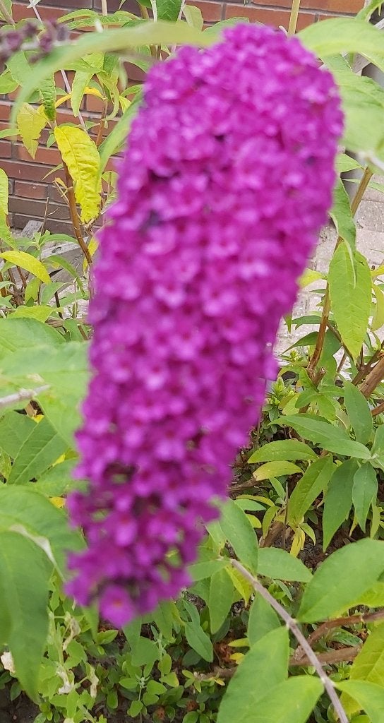 Paarse Buddleya, Volle zon, Vaste plant, Zomer, Ophalen