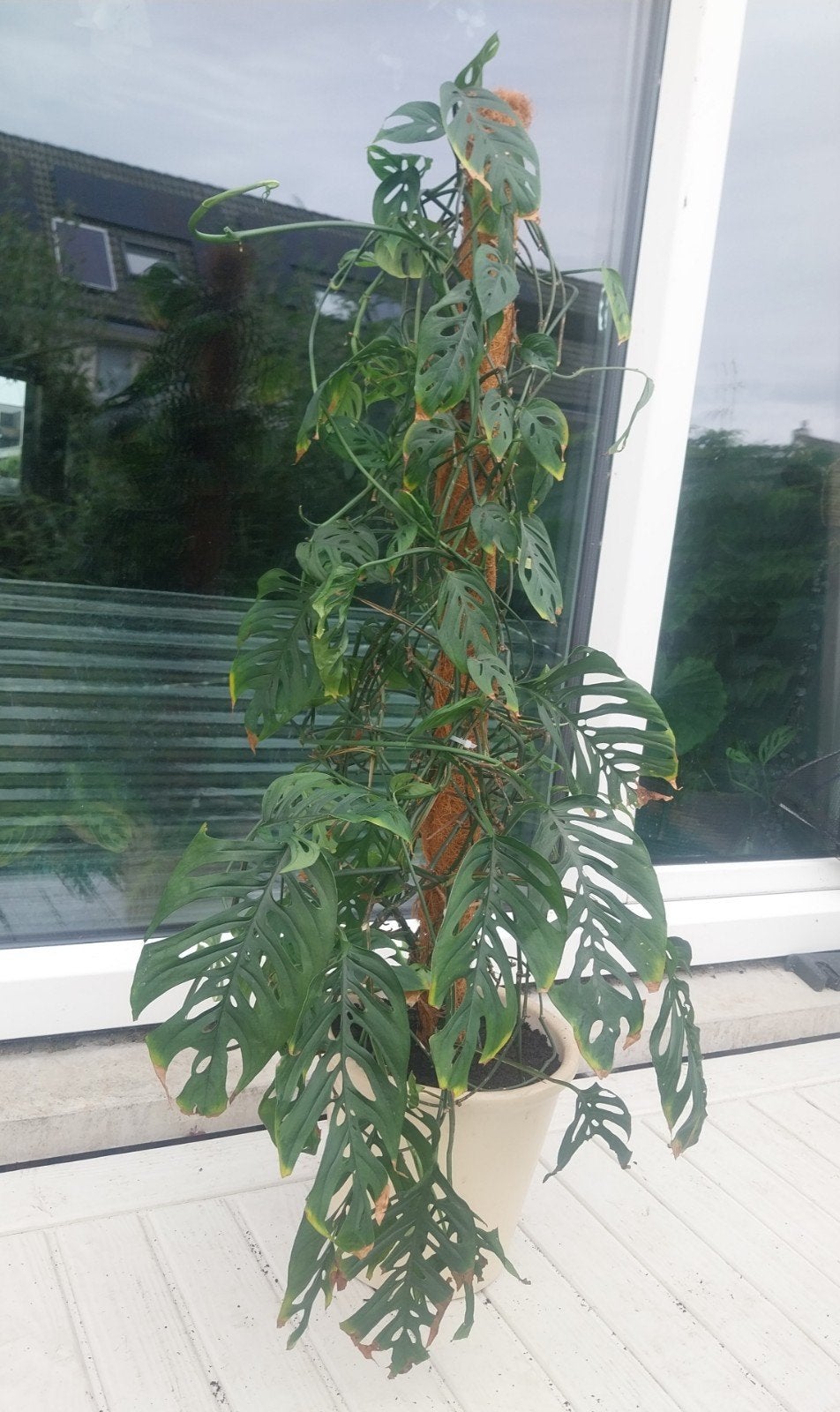 Grote Monstera monkey leaf, Groene kamerplant, Ophalen, 100 tot 150 cm