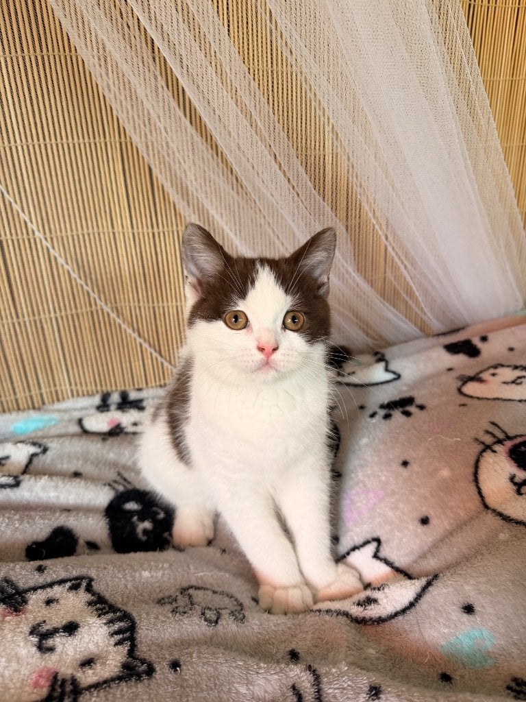 Brits Korthaar, Poes, Gechipt, 0 tot 2 jaar
