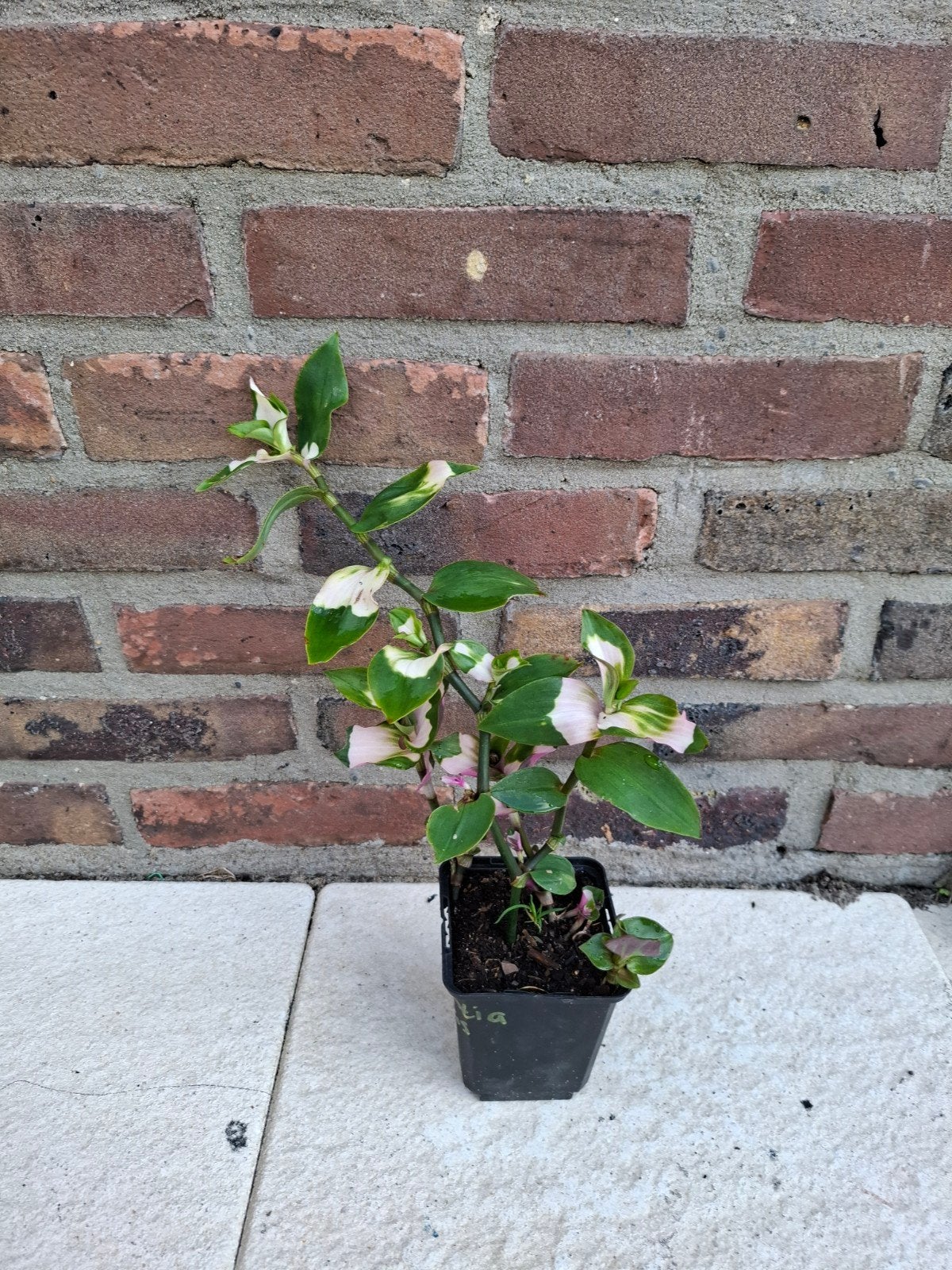 Tradescantia Fluminensis 'Maiden's Blush'!, Tuin en Terras, Ophalen, Vaste plant, Volle zon