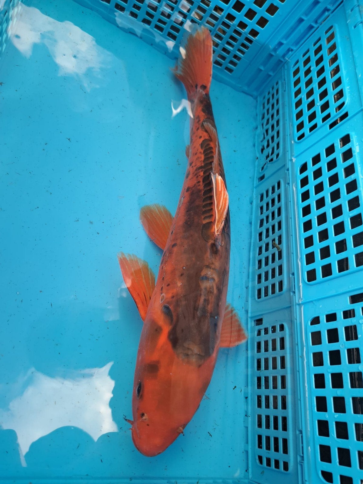 aka matsuba 51cm alleen vandaag €20,-, Dieren en Toebehoren, Karper of Koi