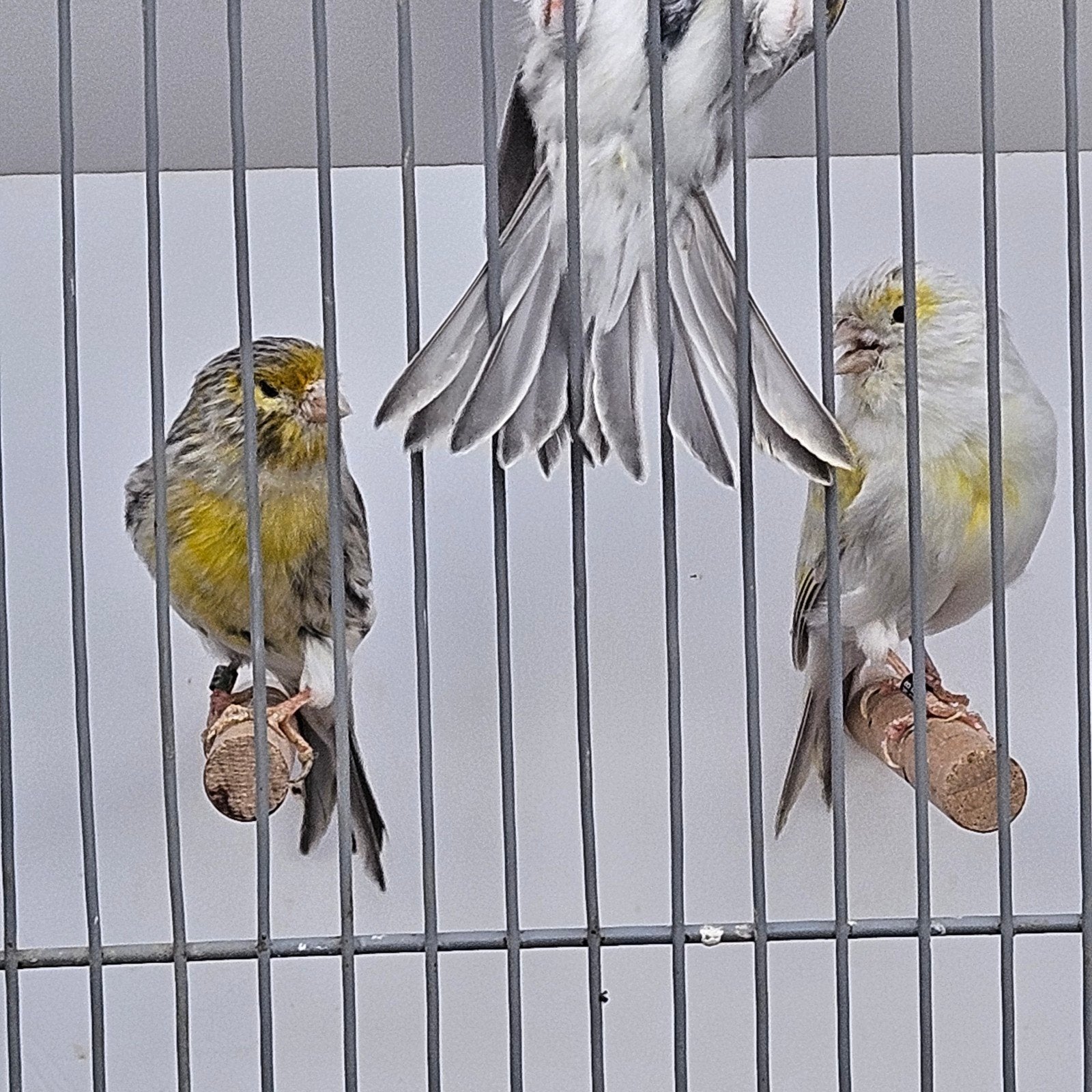 1-2 agaat (opaal) geel mozaiek, Dieren en Toebehoren, Meerdere dieren, Kleurkanarie