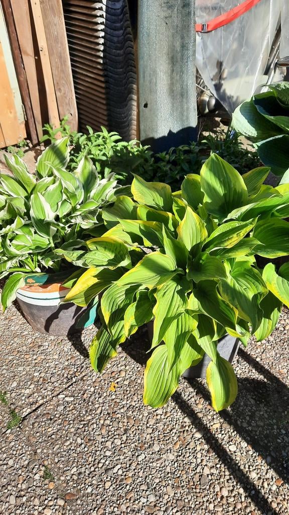 Hosta Planten. In mooie grote bloempotten en zonder gaatjes, Tuin en Terras, Planten | Tuinplanten, Ophalen, Overige soorten, Halfschaduw