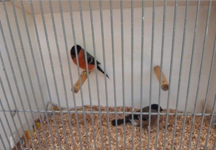 koppel noorse goudvinken 2025, Dieren en Toebehoren, Meerdere dieren, Wildzangvogel, Geringd