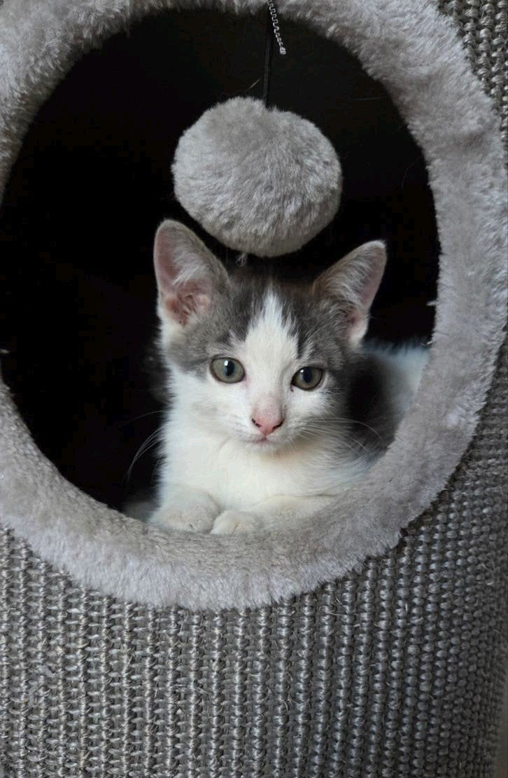 Kittens, Dieren en Toebehoren, Katten en Kittens | Overige Katten, Meerdere dieren