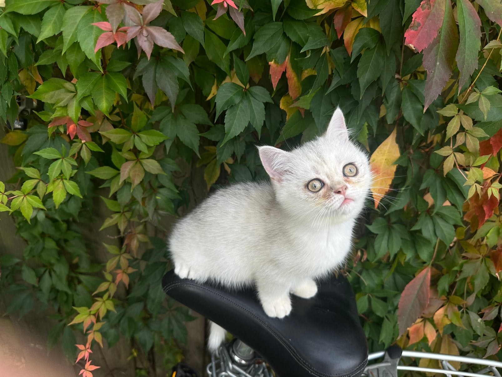 Prachtig Brits Korthaar katertje, Kater, Kortharig, 0 tot 2 jaar