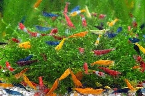 Neocaridina mix - Koidreams Valburg, Kreeft, Krab of Garnaal, Zoetwatervis