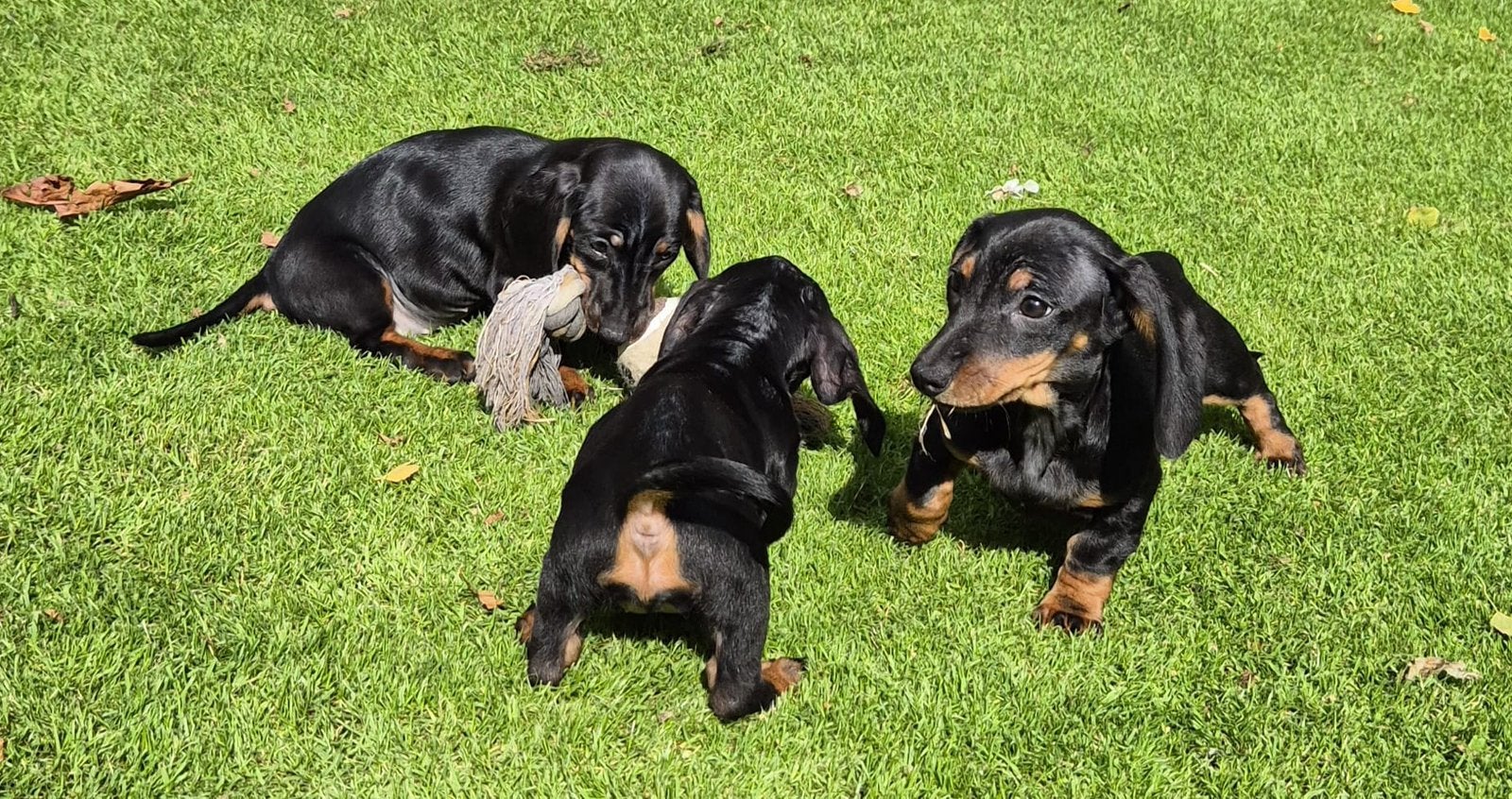 Prachtige dwerg teckel pups, Dieren en Toebehoren, Nederland, CDV (hondenziekte), 8 tot 15 weken, Korthaar