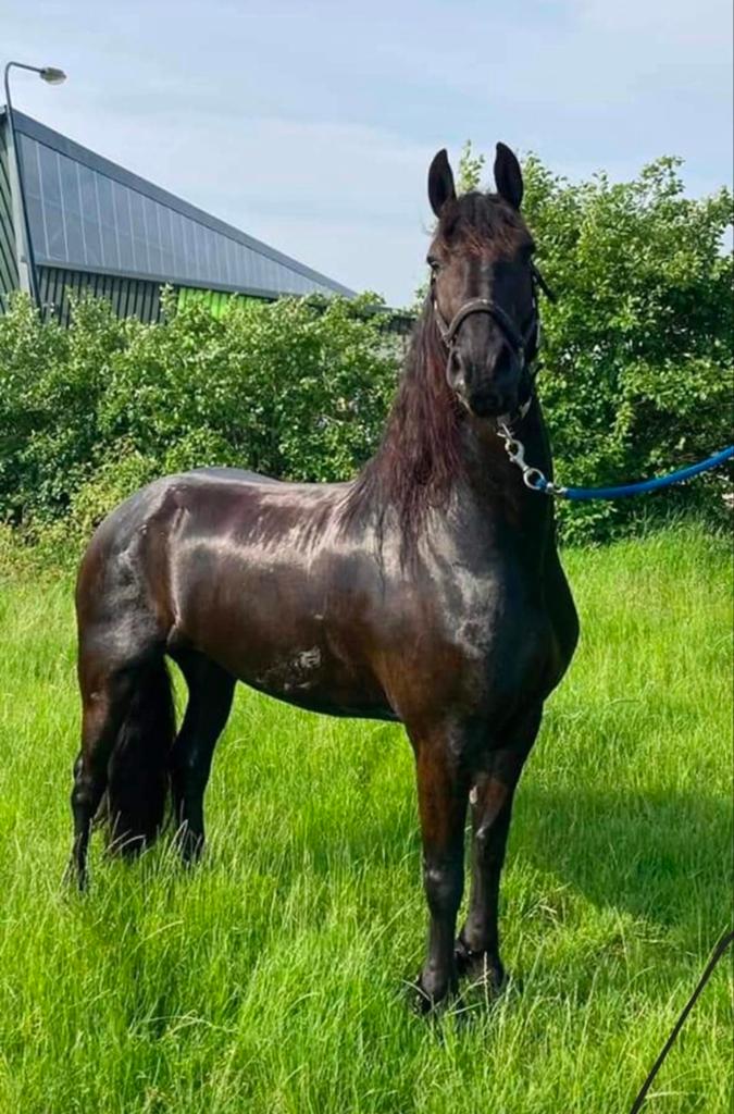Grote friese ster merrie., Dieren en Toebehoren, Paarden, Merrie, Recreatiepaard, Met stamboom, B