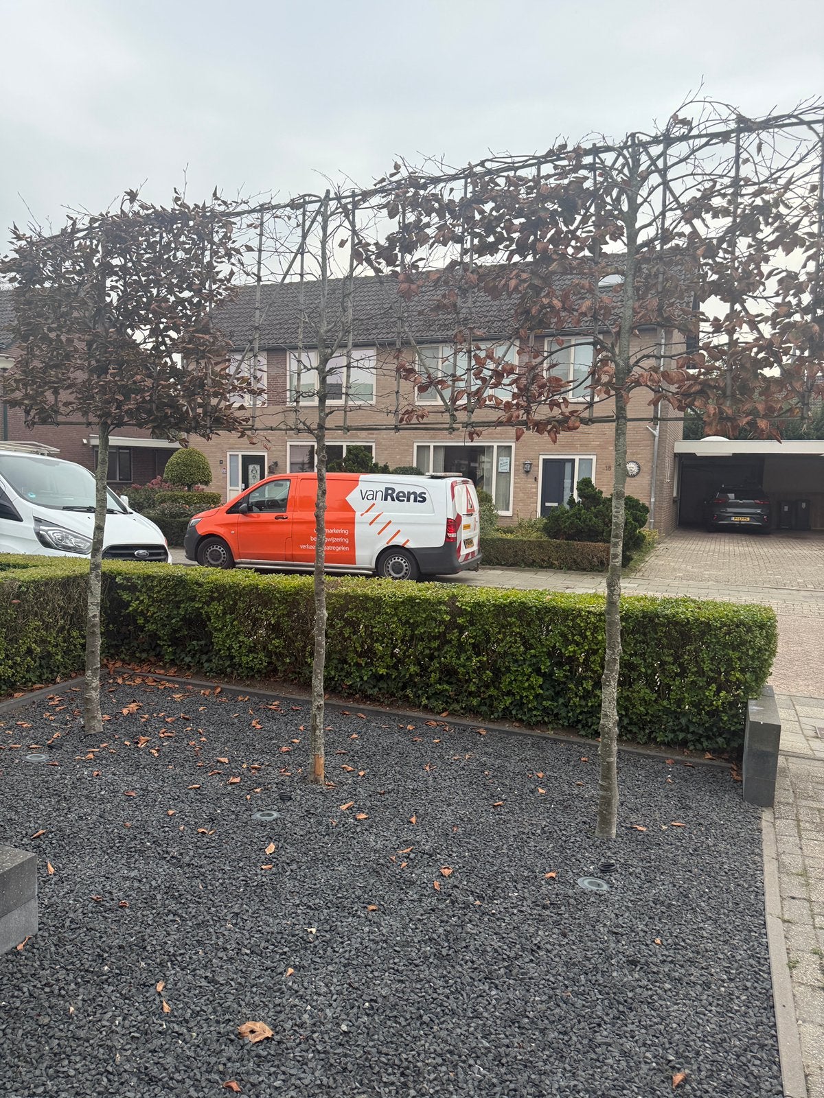 2x Rode Beuk Leiboom, Tuin en Terras, Ophalen, Volle zon, Leiboom