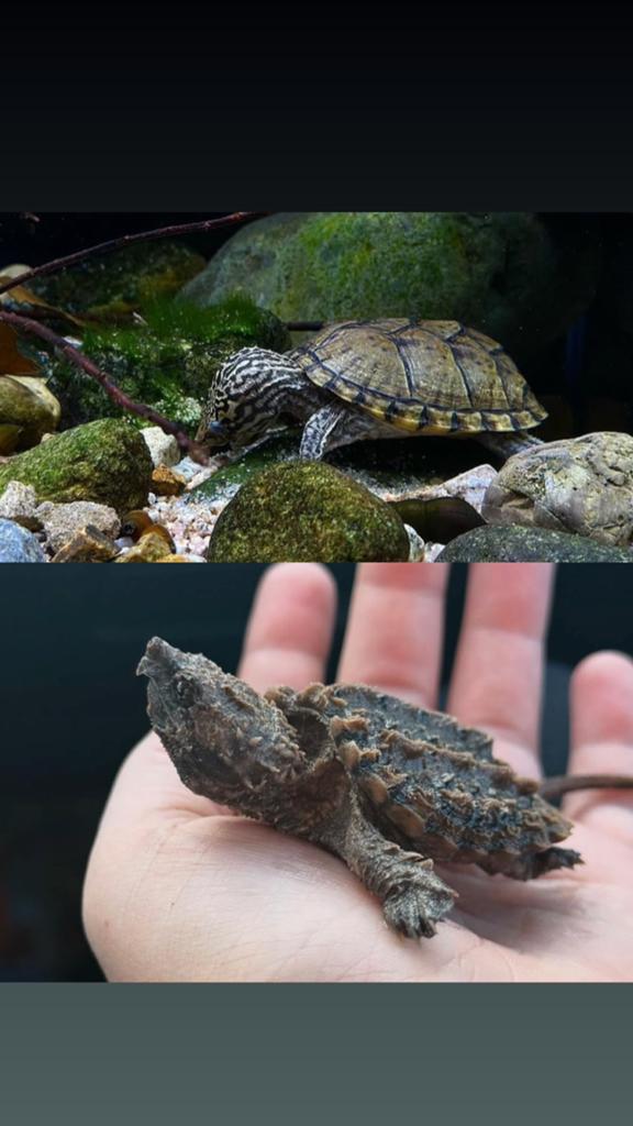 Op zoek naar Sternotherus minor, Kinosternon, Macrochelys, Dieren en Toebehoren
