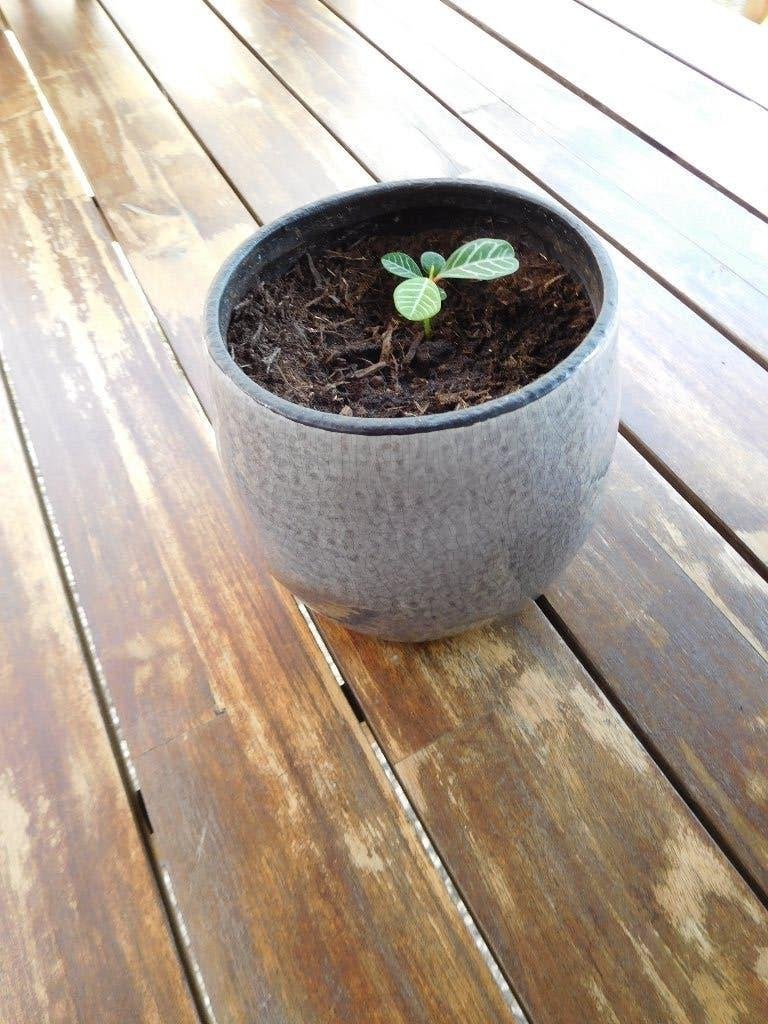 Madagascar Jewel, stekje in sierpot, Huis en Inrichting, Kamerplanten, Overige soorten, In pot, Minder dan 100 cm, Groene kamerplant