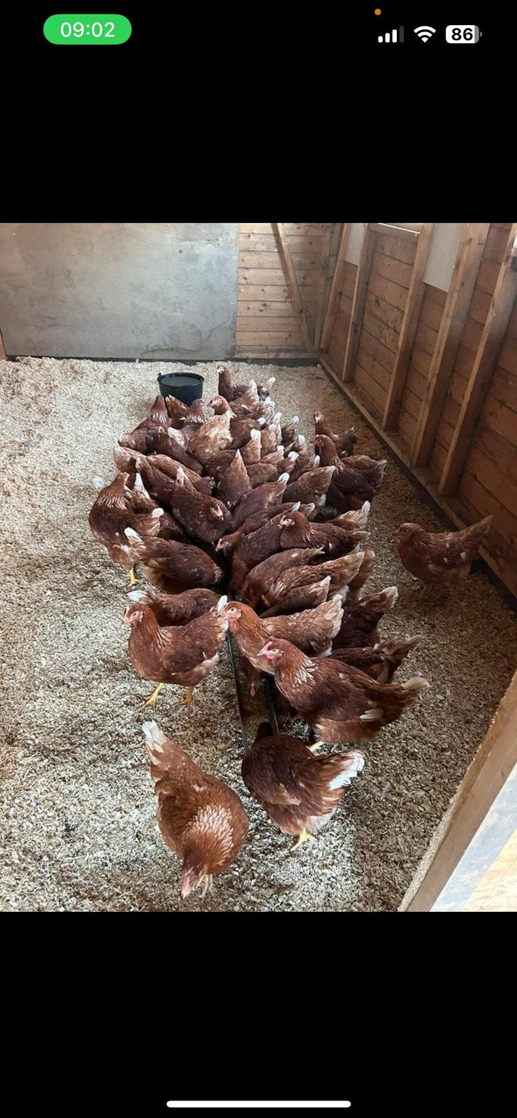 Bruine legkippen / hennen brown nicks, Dieren en Toebehoren, Pluimvee