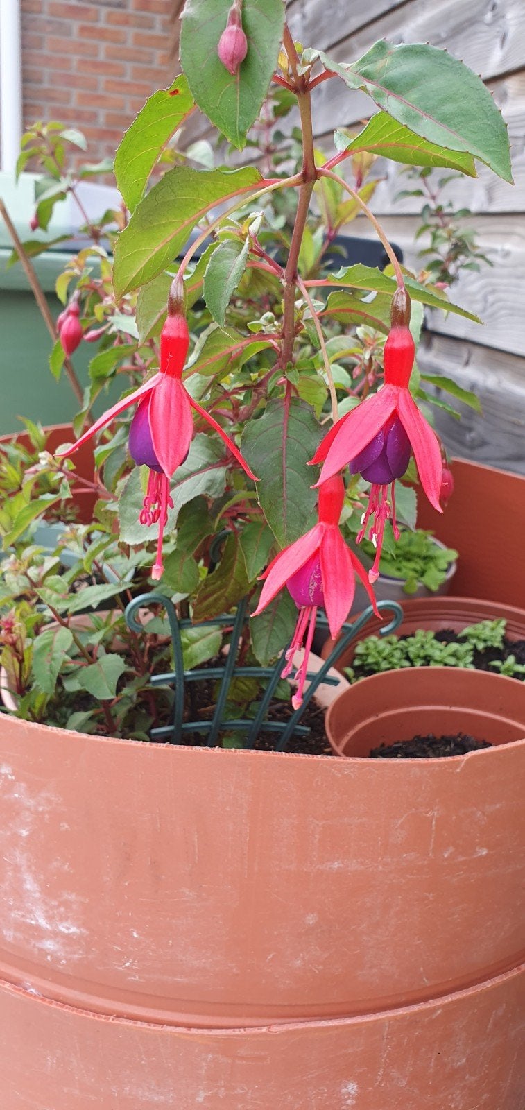 Fuchsia in pot - Prachtige bloeiende plant, Tuin en Terras, Ophalen