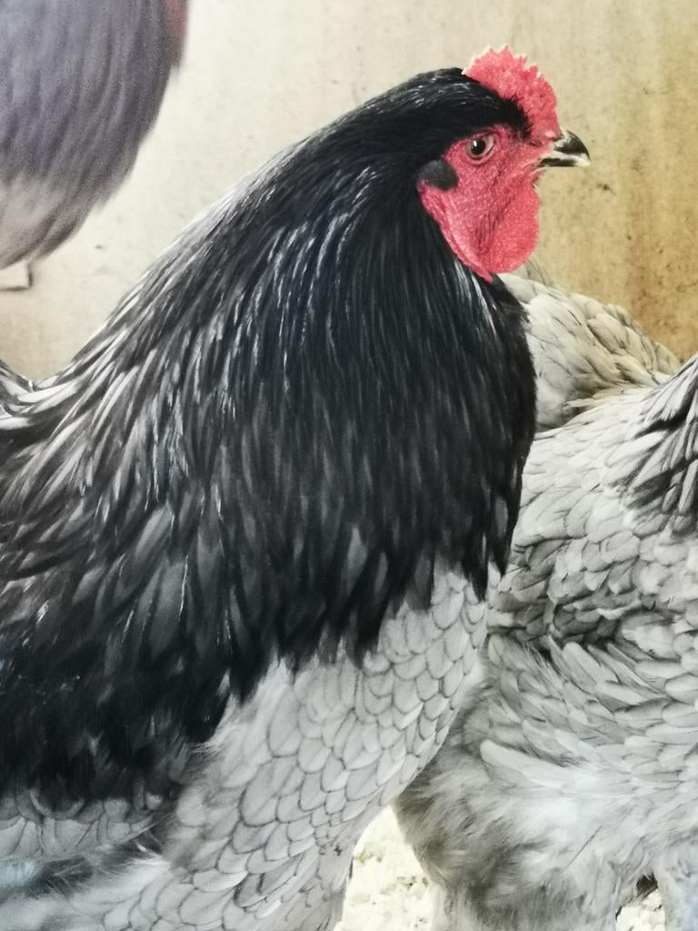 Broedeieren Brahma blauw wit gepareld, Dieren en Toebehoren, Pluimvee