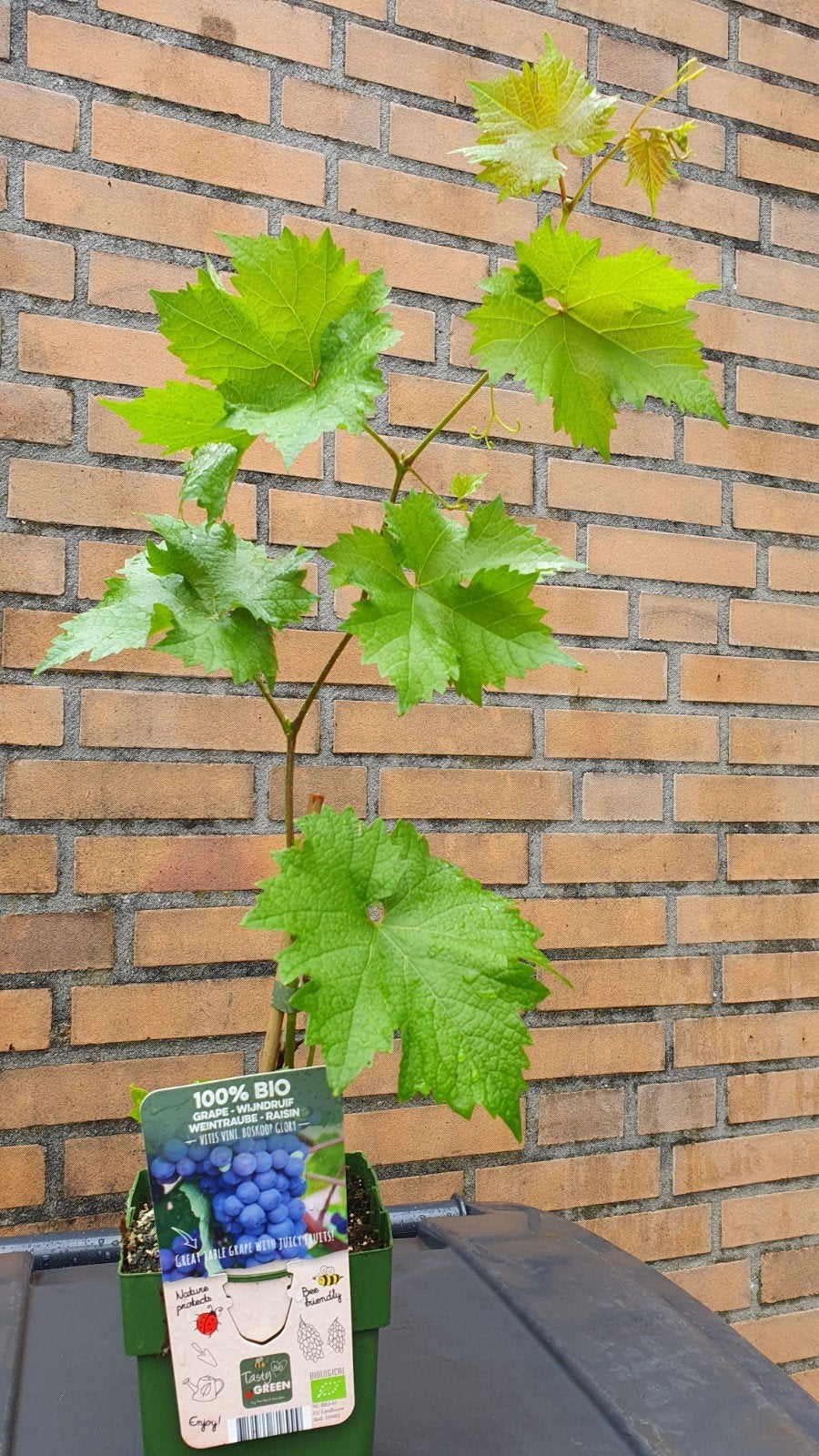 Blauwe druif plant, Ophalen of Verzenden, Minder dan 100 cm, Overige soorten, Zomer