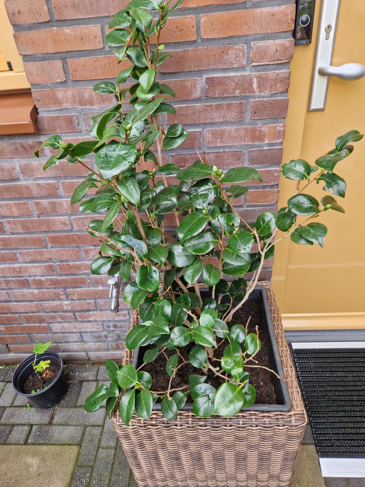 Camelia boom met een pot, Ophalen of Verzenden, Volle zon, Overige soorten