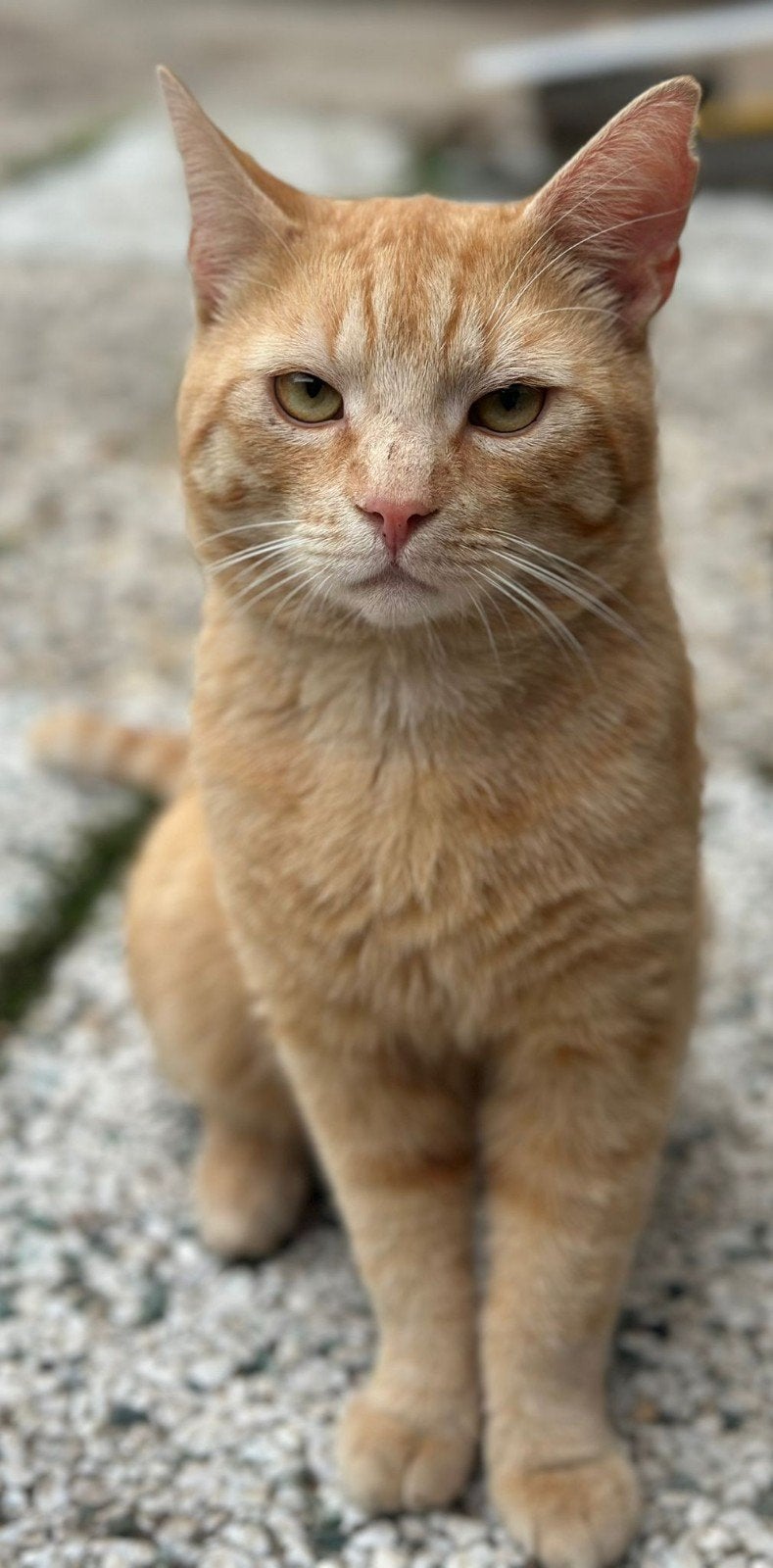 lieve kater en poes