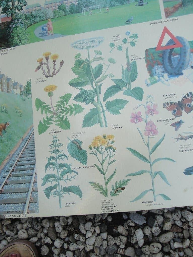 3 verschillende schoolplaten natuurplaten, Ophalen of Verzenden