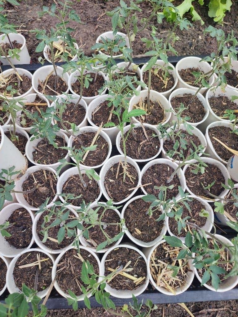 Tomatenplant Marmande vleestomaat plantjes, Tuin en Terras, Planten | Tuinplanten, Ophalen, Eenjarig, Groenteplanten, Volle zon
