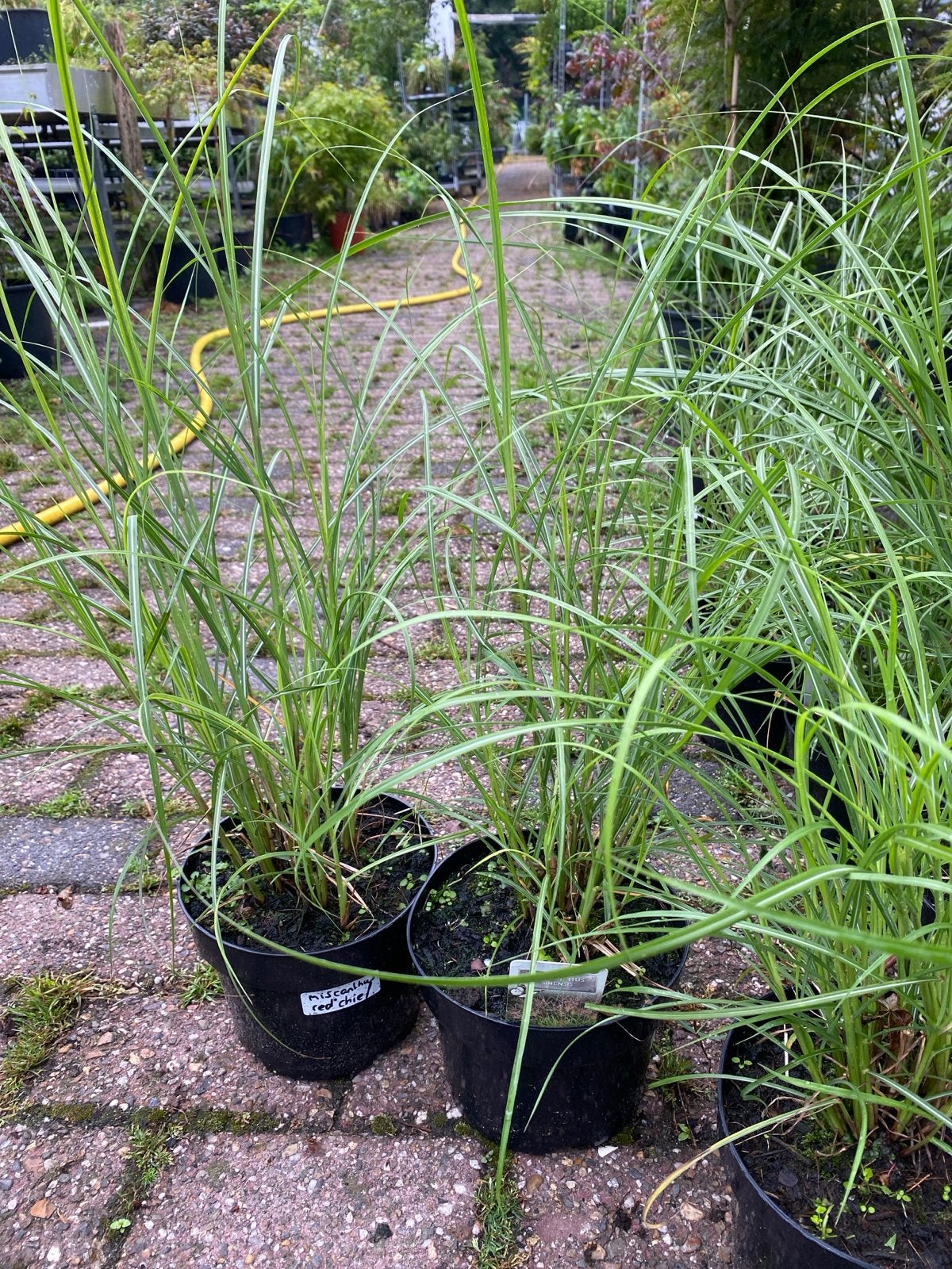 Miscanthus Sinensis 'Red Chief' - Siergras, Ophalen, Volle zon, Vaste plant, Siergrassen