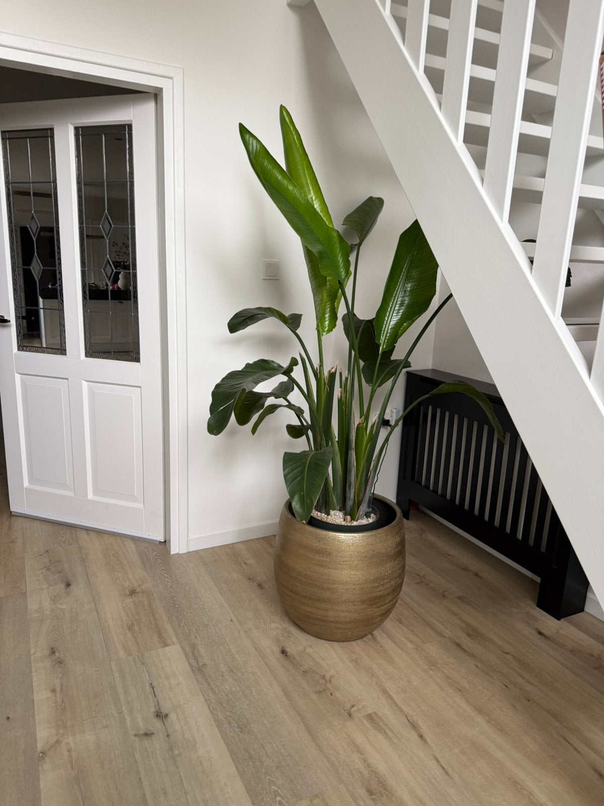 Grote gezonde goed groeiende strelizia nicolai plant, Ophalen, 100 tot 150 cm, Overige soorten, Halfschaduw
