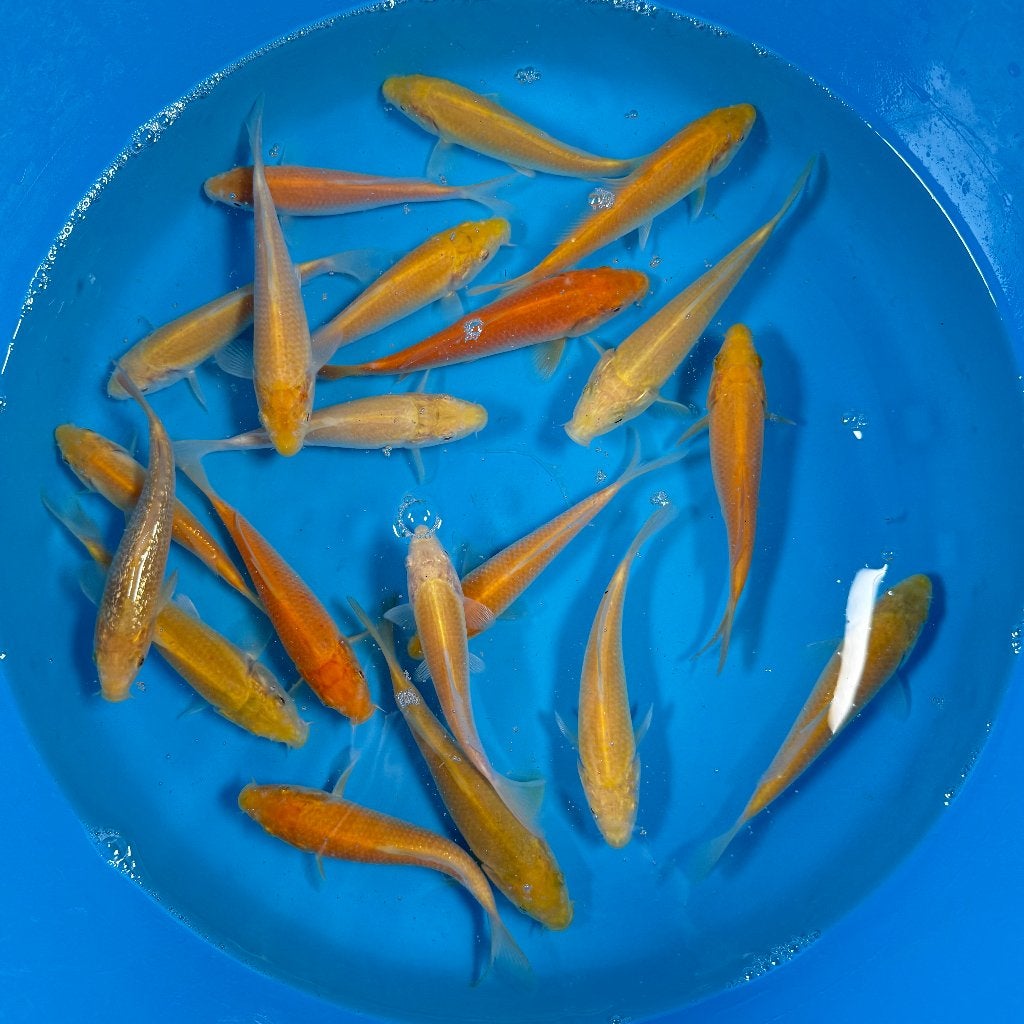 Yagenji Karashigoi Mix | Tosai 12–15 cm, Dieren en Toebehoren, Vissen | Vijvervissen, Karper of Koi