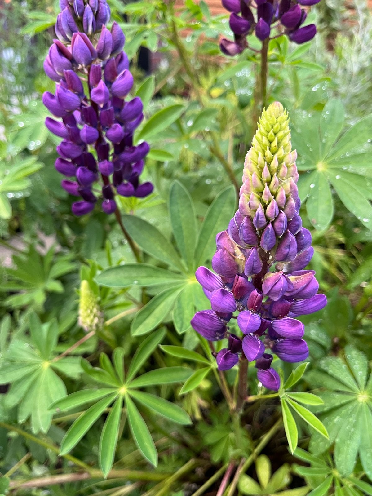Lupine zaden - per zakje, Ophalen of Verzenden, Voorjaar, Volle zon, Zaad