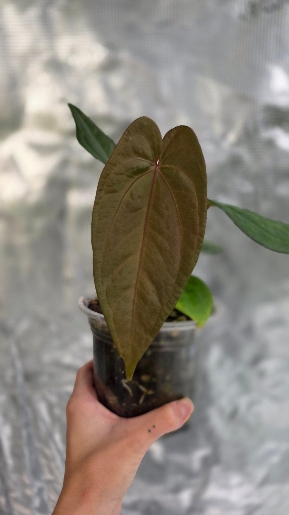 Anthurium Magnificum x Nigrolaminum Gigi, Ophalen of Verzenden, Halfschaduw, Minder dan 100 cm