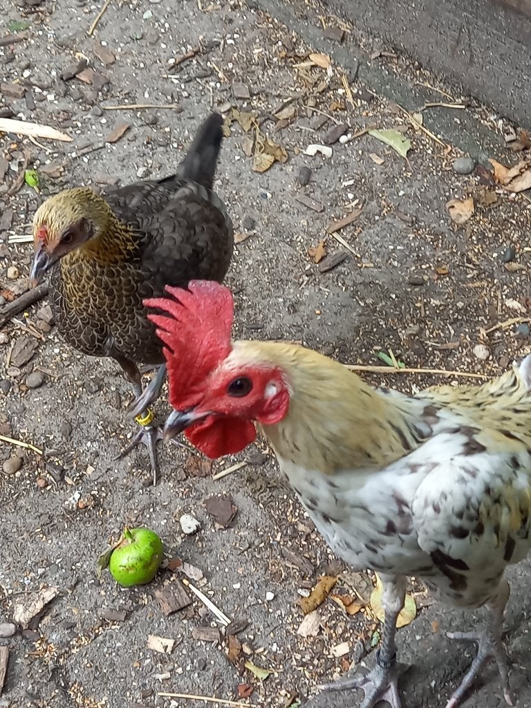 TRIO MODERN ENGELSE VECHTKRIELEN, Meerdere dieren, Kip