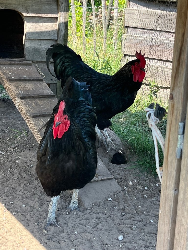Twee mooie lieve zwarte hanen, Dieren en Toebehoren, Pluimvee, Mannelijk, Kip