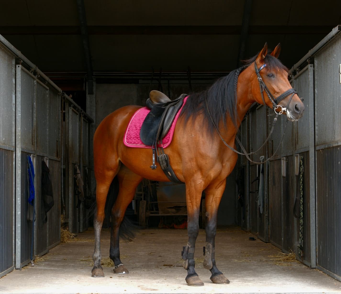2 dravers te koop, Dieren en Toebehoren
