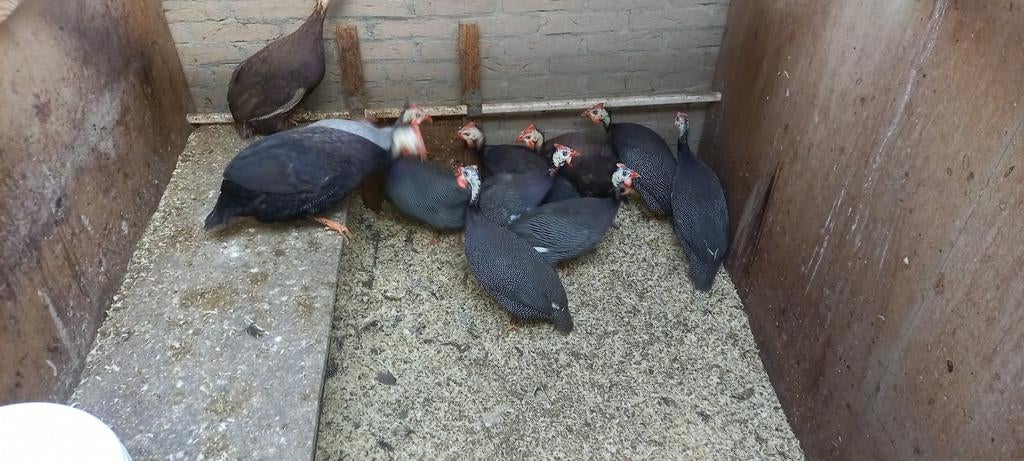 Broedeieren parelhoenders diverse kleuren, Dieren en Toebehoren, Geslacht onbekend, Kip