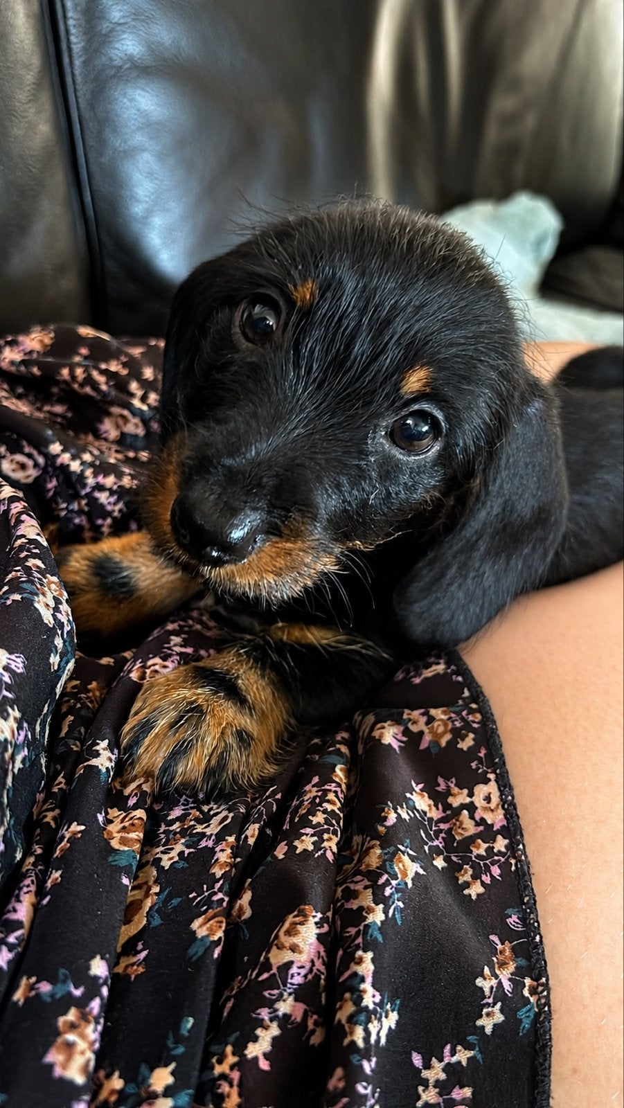 Mooie ruwharige Teckel pup zoekt een warm thuis, Standaard, 8 tot 15 weken, Teef, Eén hond
