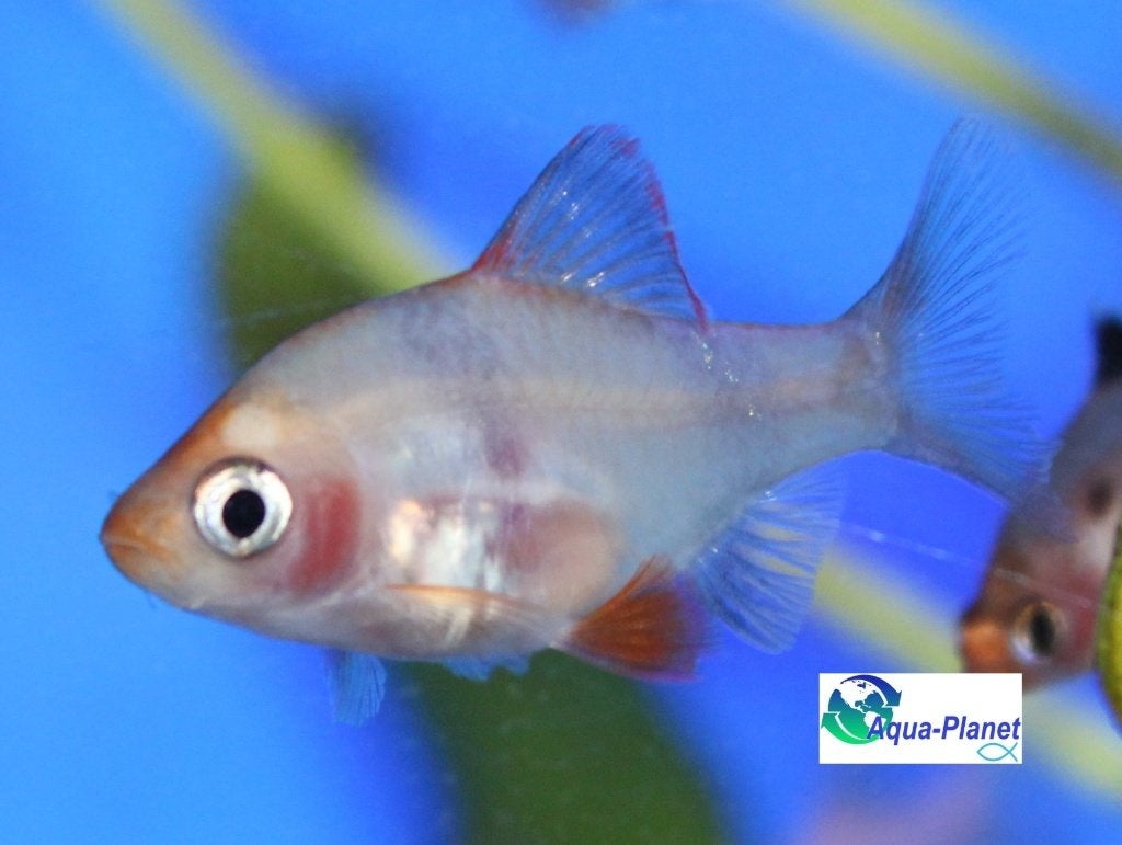 Sumatraan "Albino", Vis, Zoetwatervis, Schoolvis