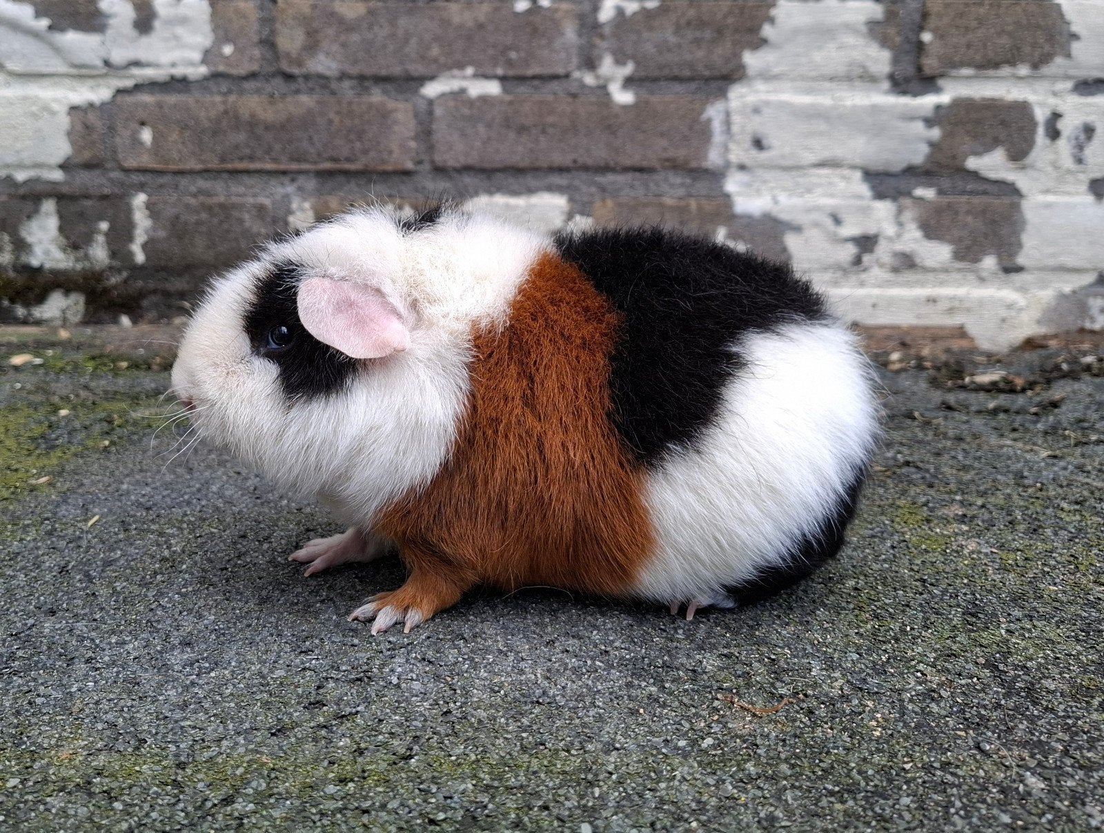 Cavia, US Teddy, beertje, Dieren en Toebehoren, Knaagdieren, Cavia, Mannelijk, December, Tam