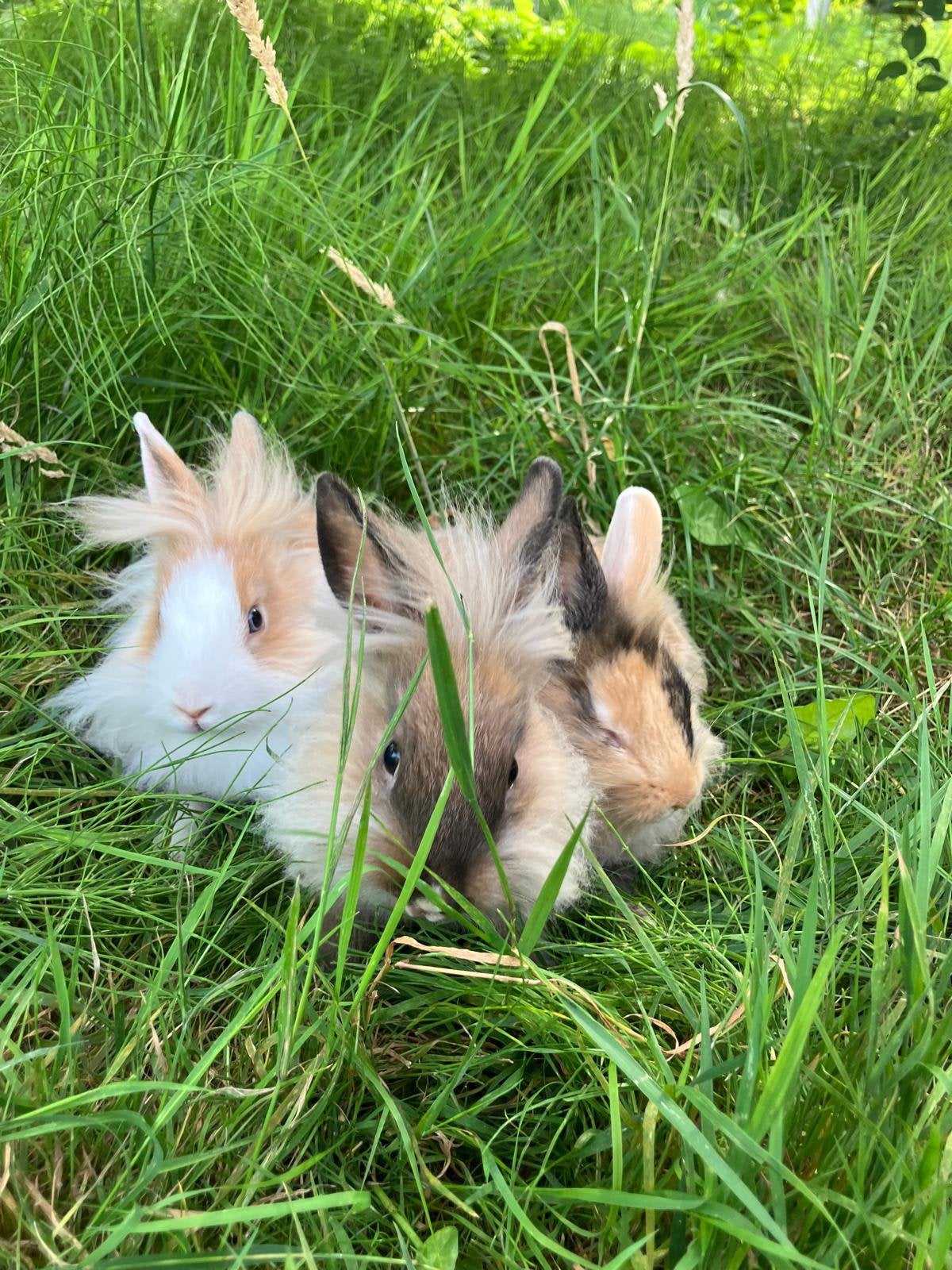 Konijnen te koop, Meerdere dieren