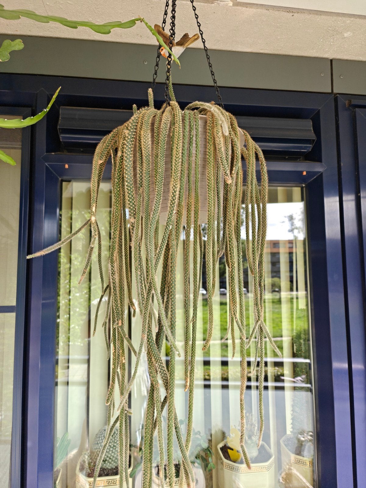 epiphyllum, Ophalen, Halfschaduw, Minder dan 100 cm, Bloeiende kamerplant
