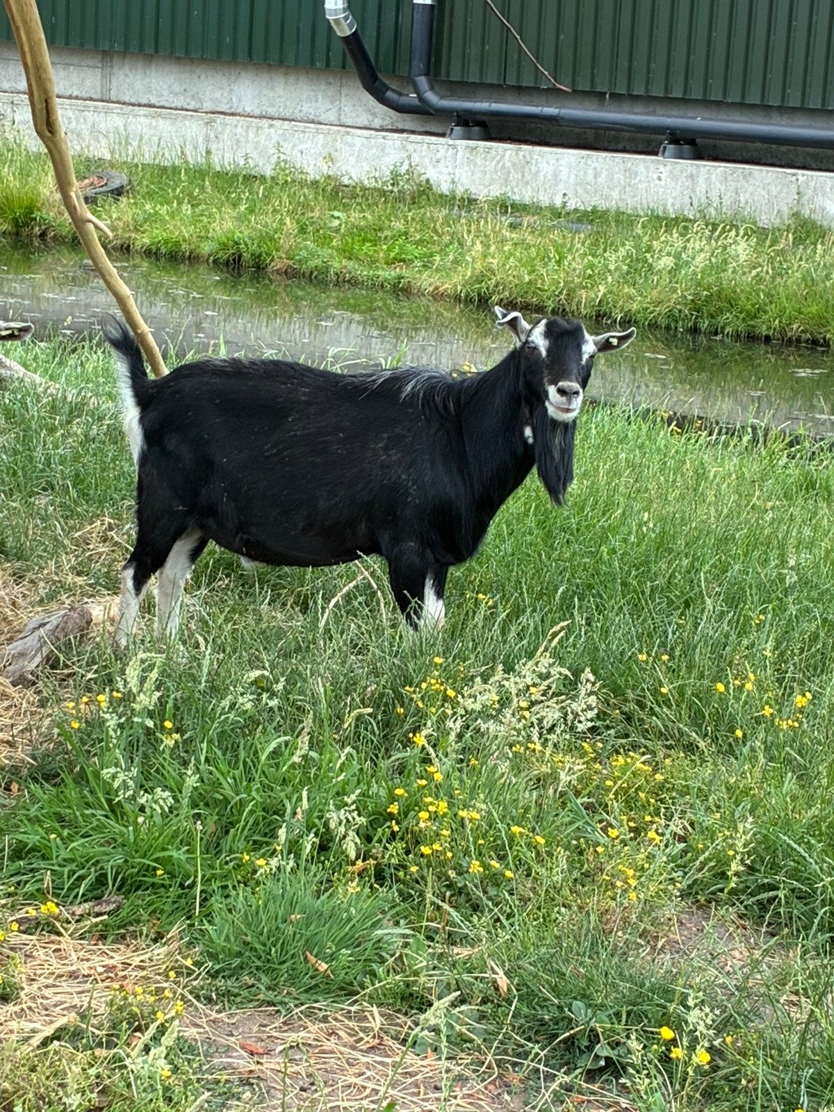 Prachtige grote zwarte hoornloze toggenburger bok, Mannelijk, Geit