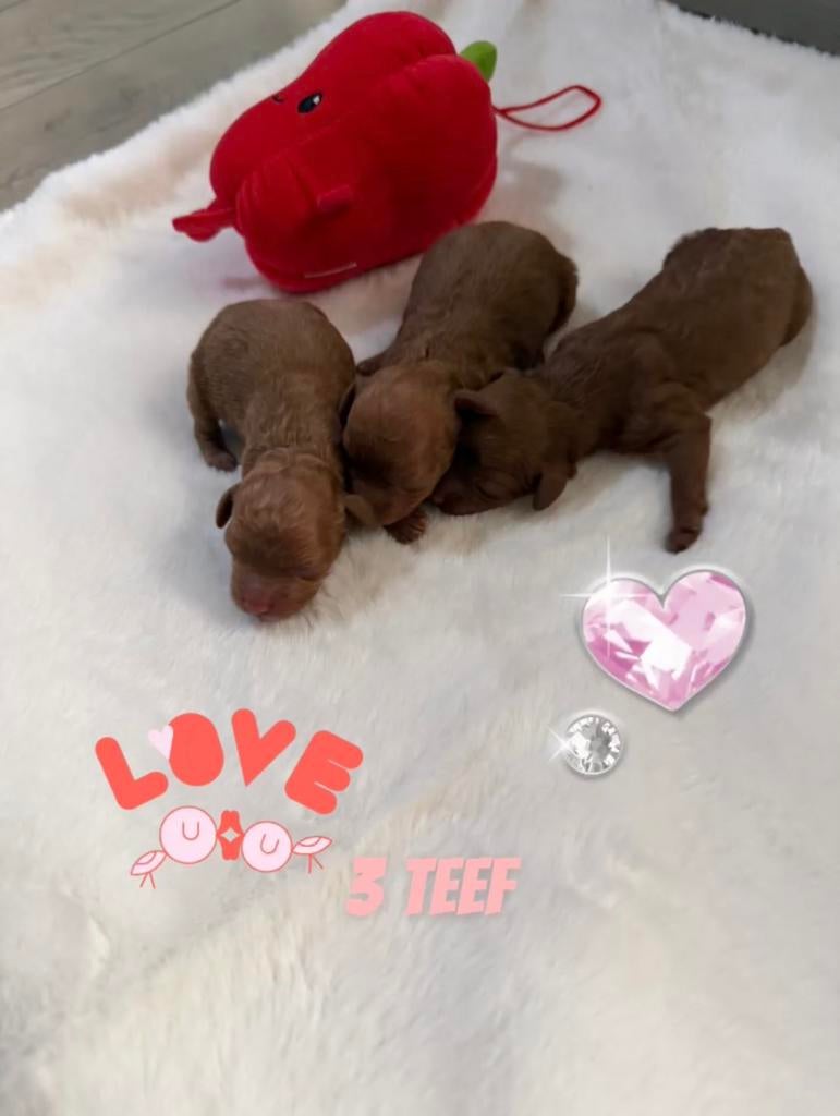 Toy poedel pups 3 teef 🐩🐩🐩 en 2 reu🐩🐩 ❣️, Dieren en Toebehoren, Poedel, Parvo, 8 tot 15 weken, Meerdere