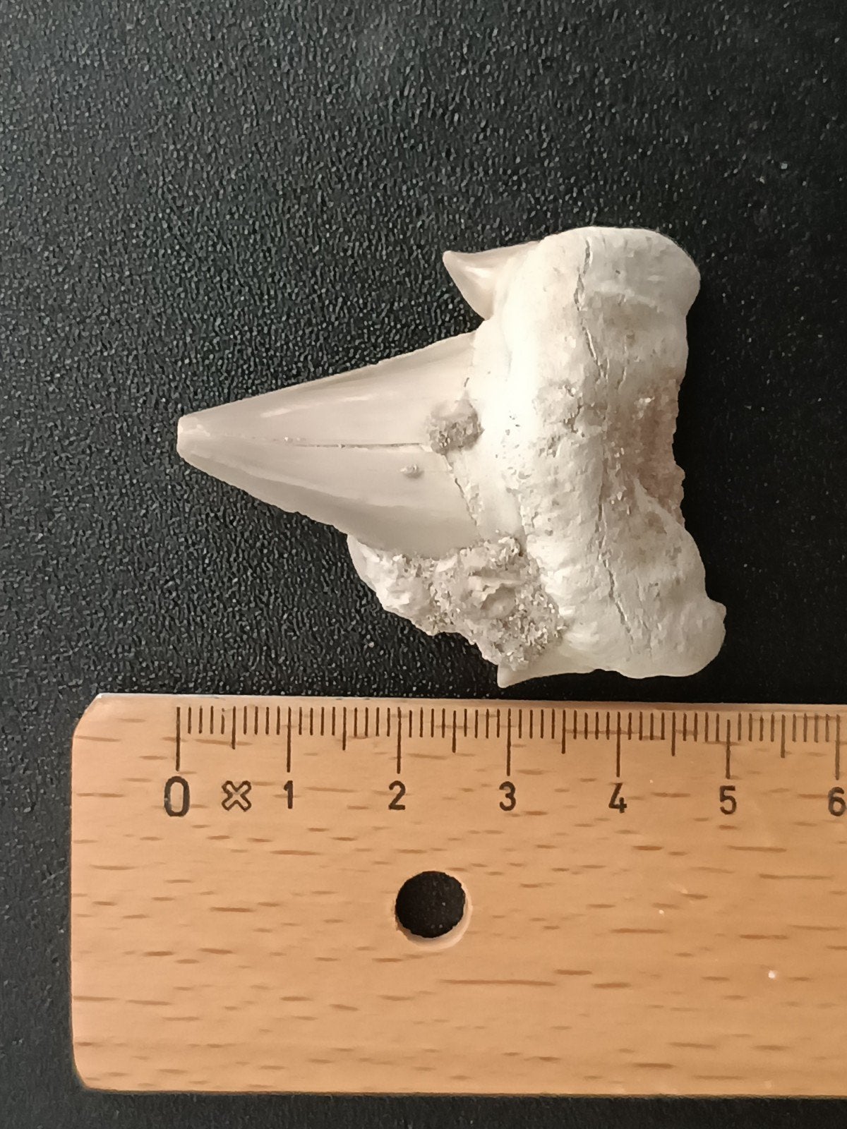 Otodus obliquus haaientand, Verzamelen, Mineralen en Fossielen, Ophalen of Verzenden