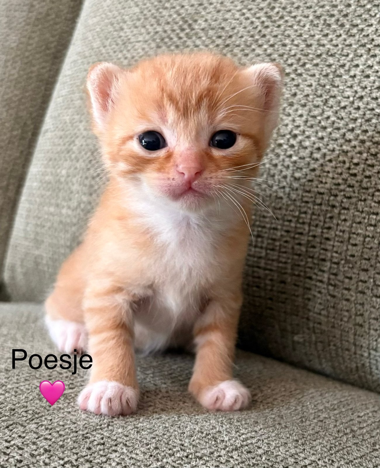 Lieve Britse kortharen kittens zoeken alvast een warm huisje, Meerdere dieren, Kortharig, 0 tot 2 jaar