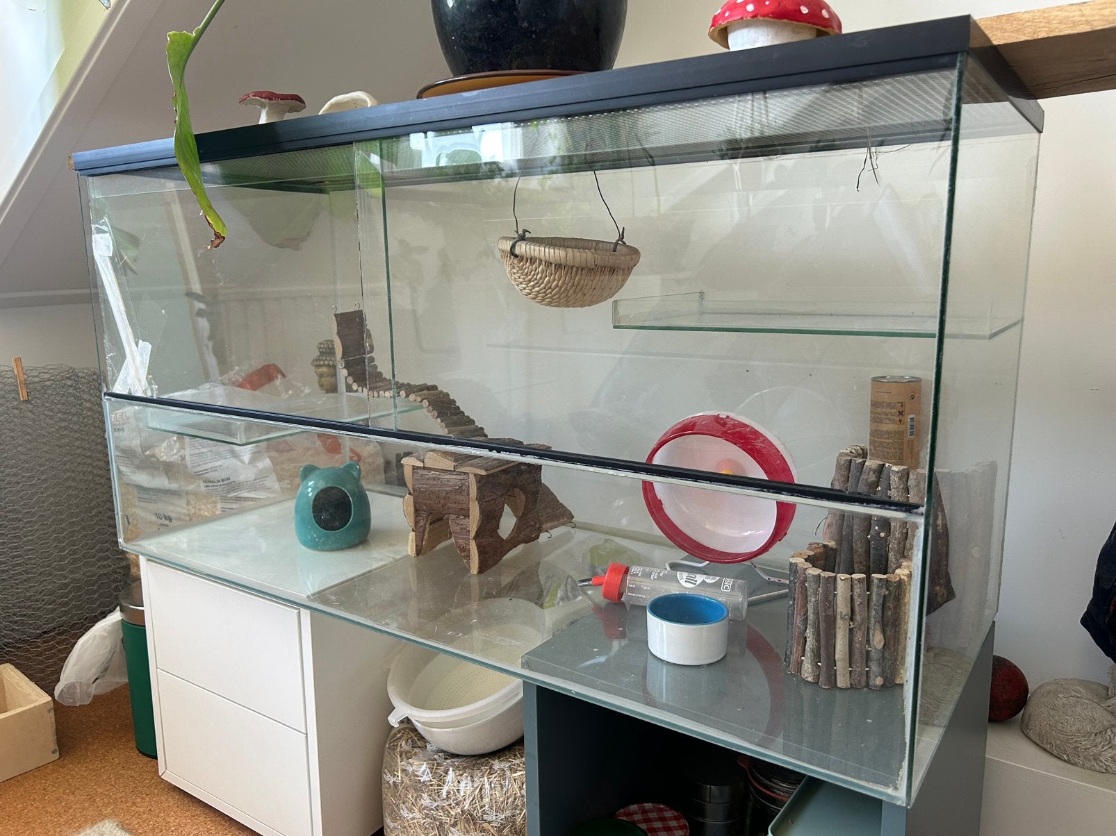 Terrarium van glas, Dieren en Toebehoren, Knaagdieren en Konijnen | Hokken en Kooien, Gebruikt, Muis, Hok, 75 tot 110 cm