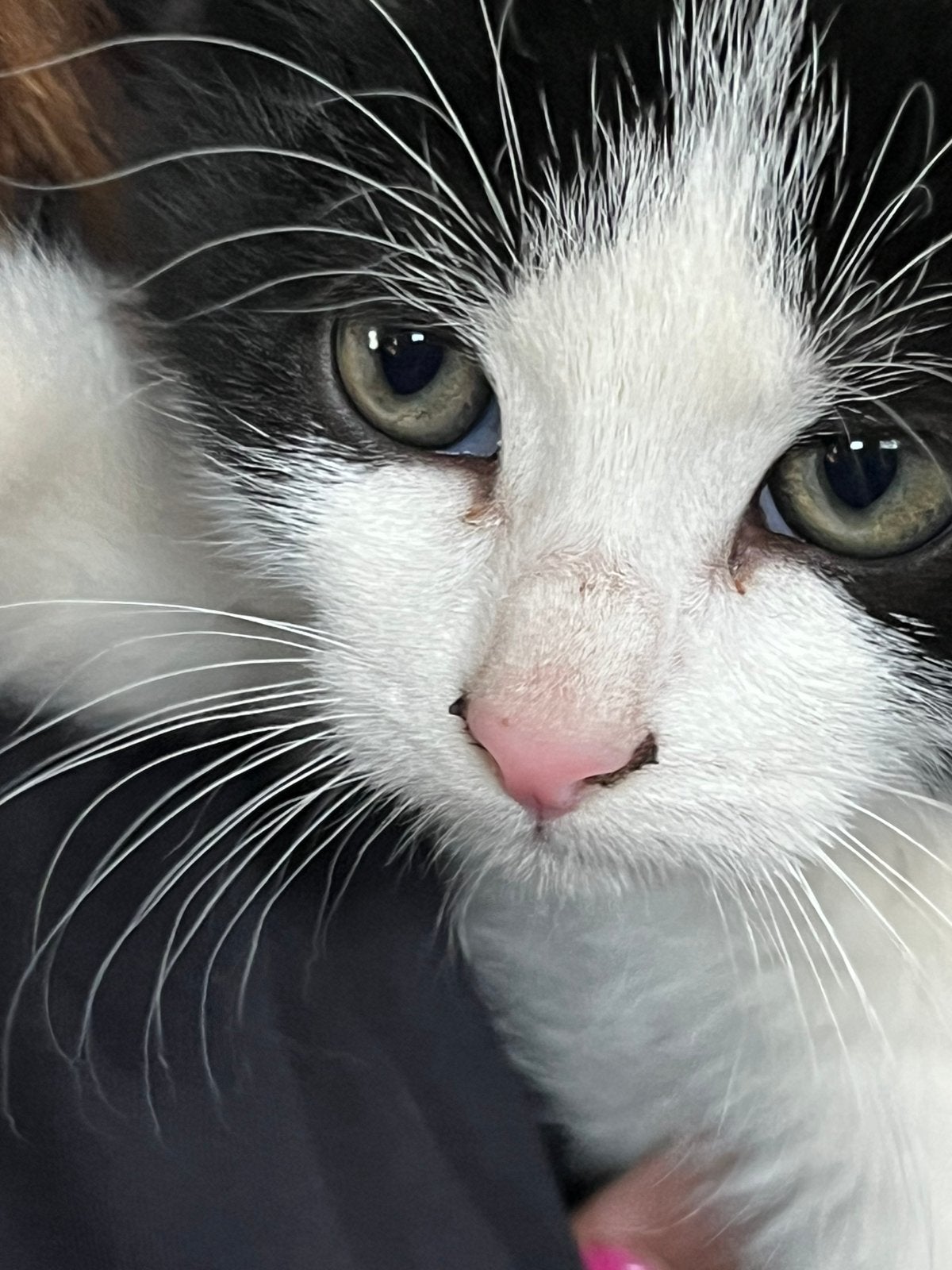 Boerderij kittens, Dieren en Toebehoren, Meerdere dieren, Kortharig, 0 tot 2 jaar