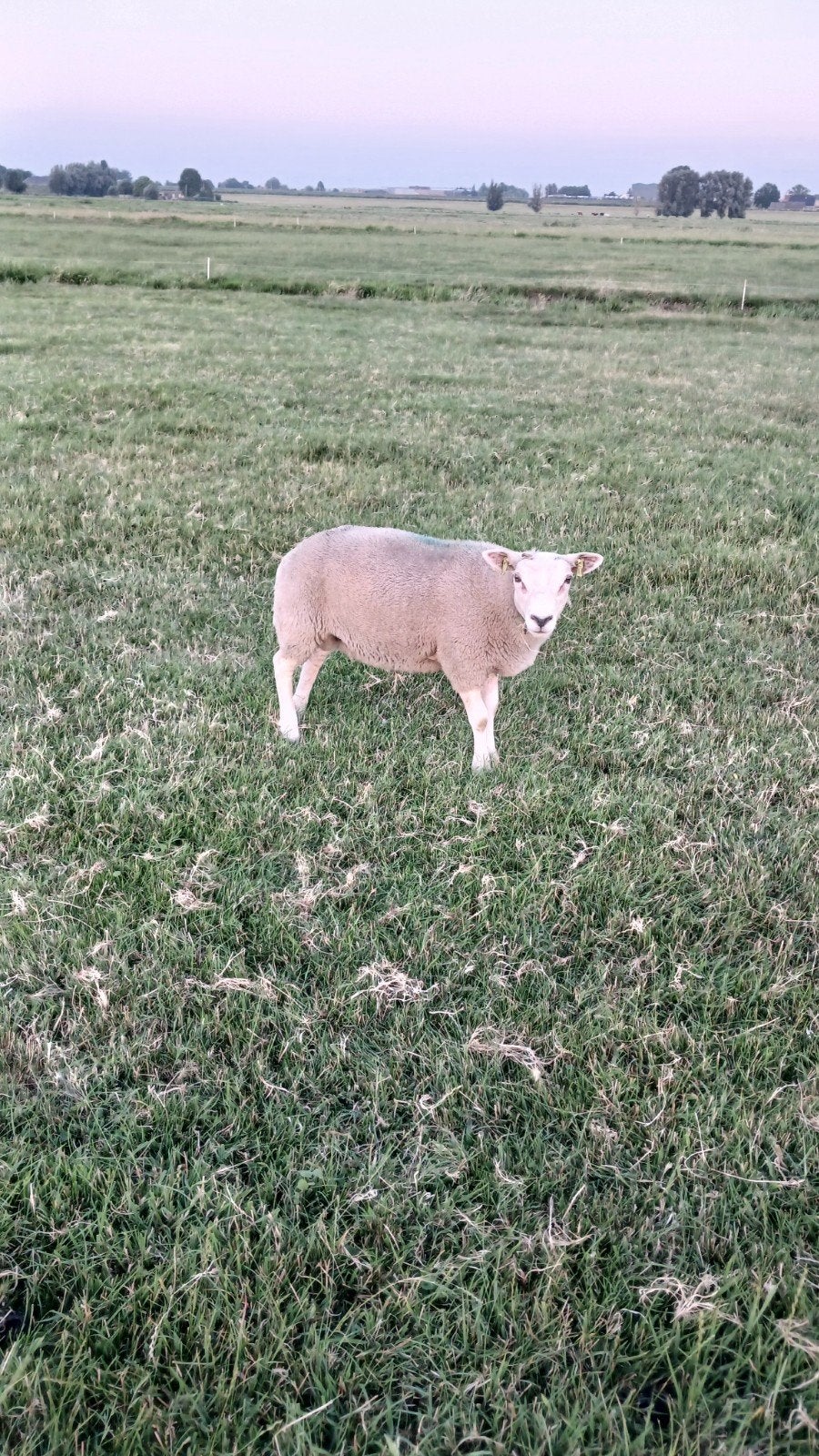 2 dekrammen te koop boeren texelaar, Dieren en Toebehoren, Mannelijk, Schaap
