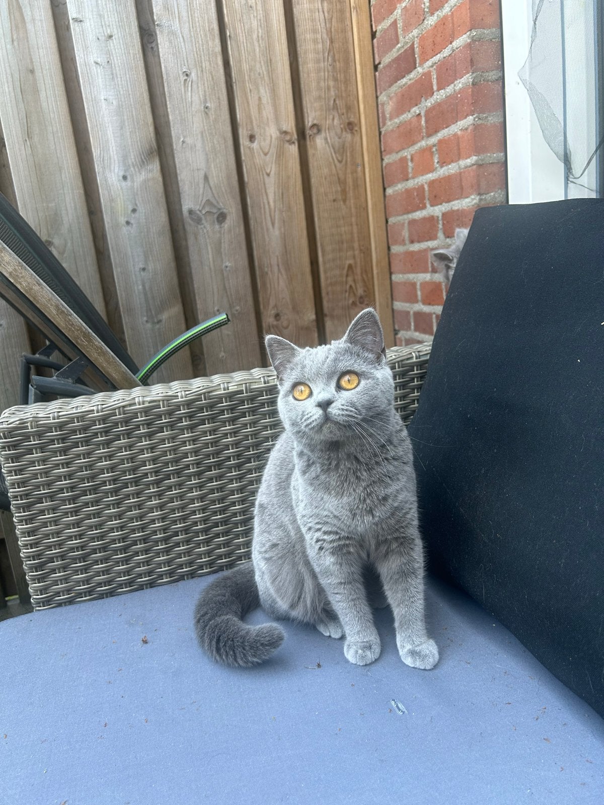 Lief en prachtig Brits Korthaar meisje – 9 maanden, Dieren en Toebehoren, Katten en Kittens | Raskatten | Korthaar, Poes, Ontwormd